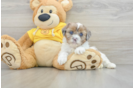 Shih Poo Pup Being Cute