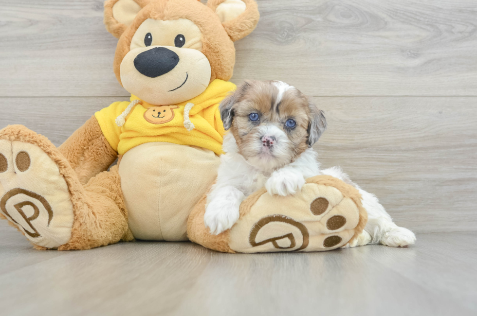 9 week old Shih Poo Puppy For Sale - Simply Southern Pups