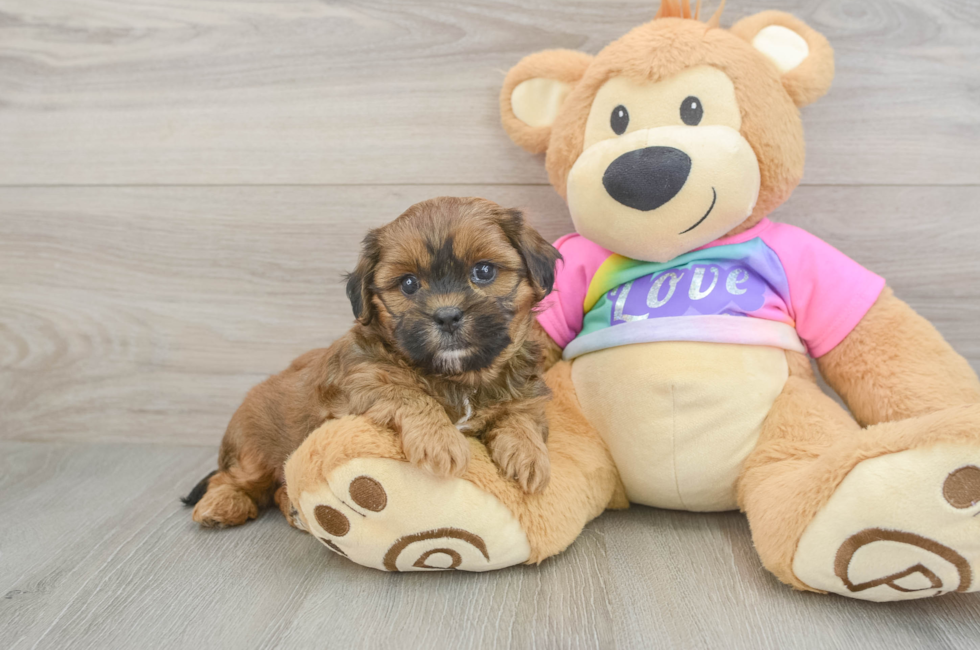 5 week old Shih Poo Puppy For Sale - Simply Southern Pups