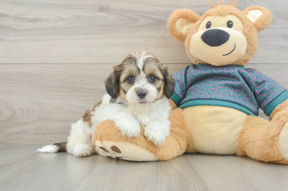 5 week old Shih Poo Puppy For Sale - Simply Southern Pups