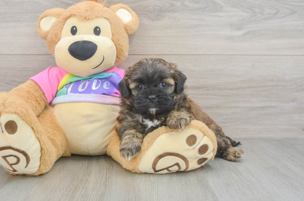 5 week old Shih Poo Puppy For Sale - Simply Southern Pups