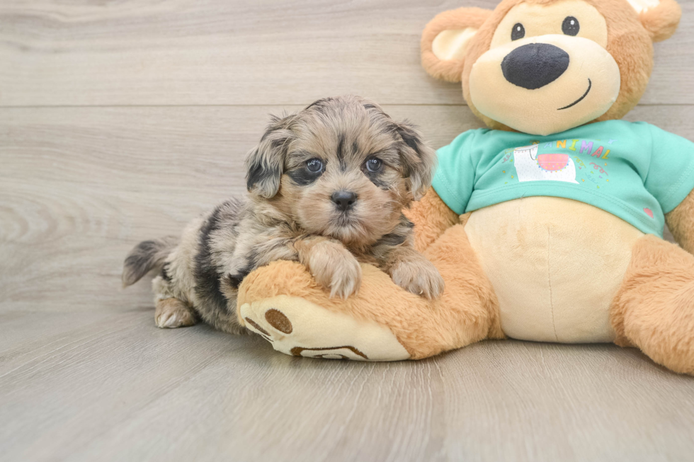 Shih Poo Puppy for Adoption