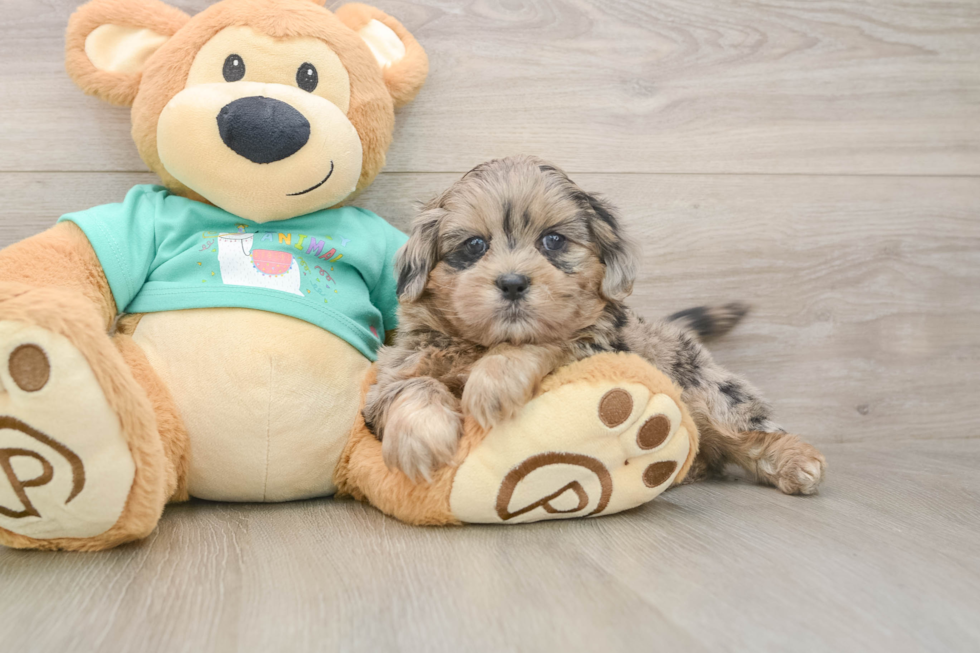 Adorable Shih Poo Poodle Mix Puppy
