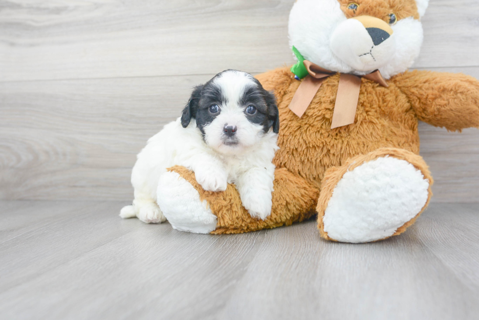 Cute Shihpoo Poodle Mix Puppy