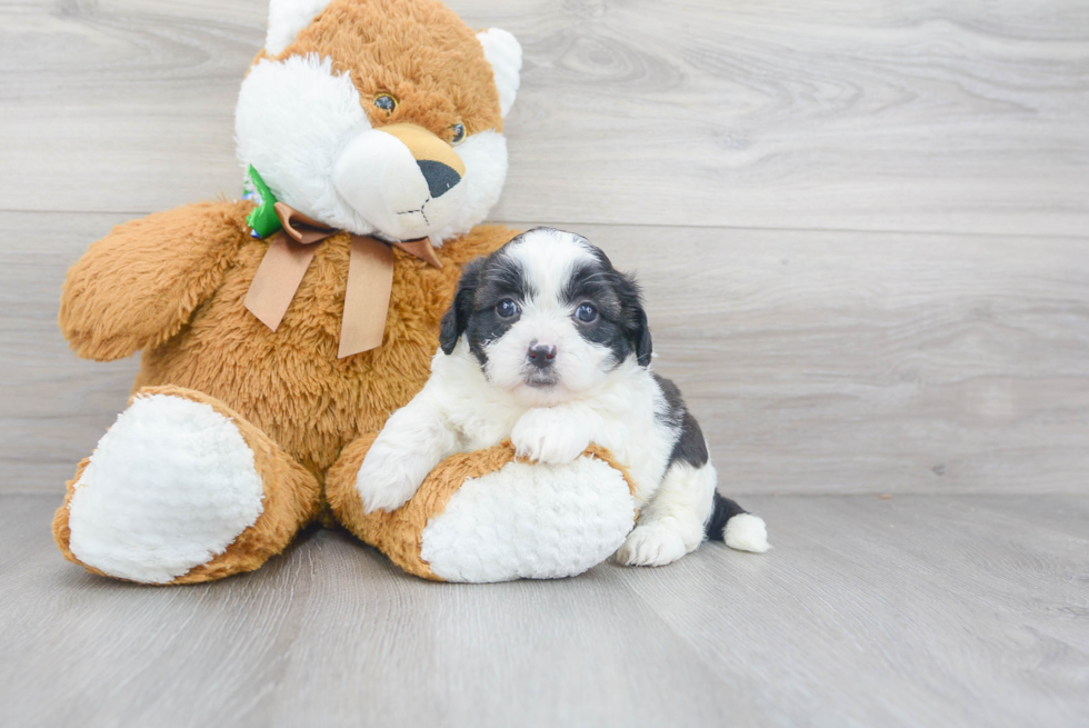 Cute Shih Poo Poodle Mix Pup
