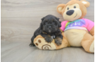Shih Poo Puppy for Adoption