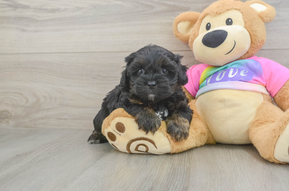5 week old Shih Poo Puppy For Sale - Simply Southern Pups