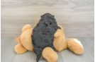 Sweet Shih Poo Baby