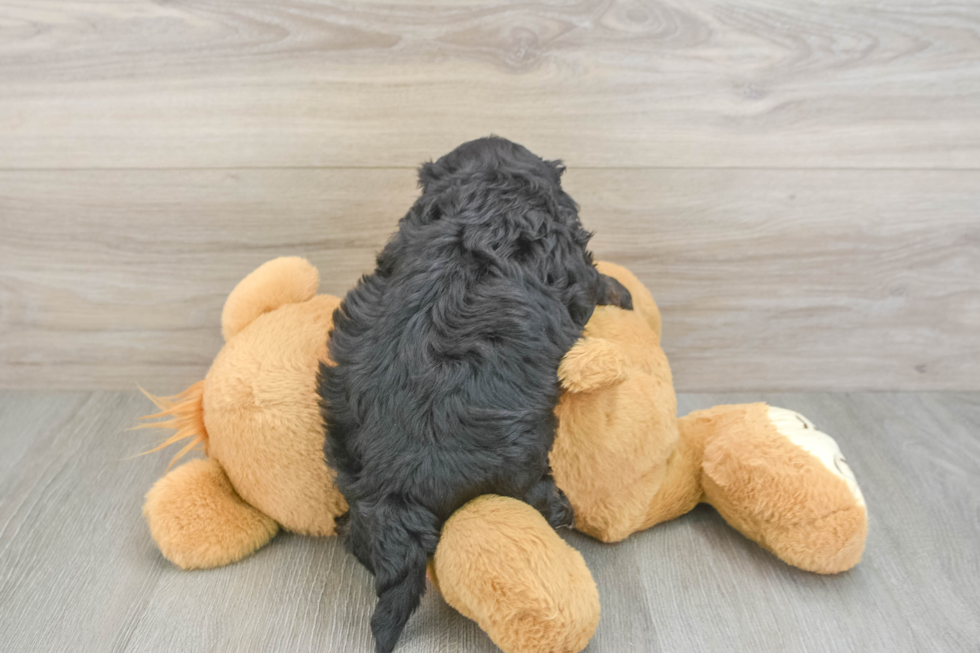 Sweet Shih Poo Baby