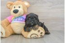 Shih Poo Puppy for Adoption