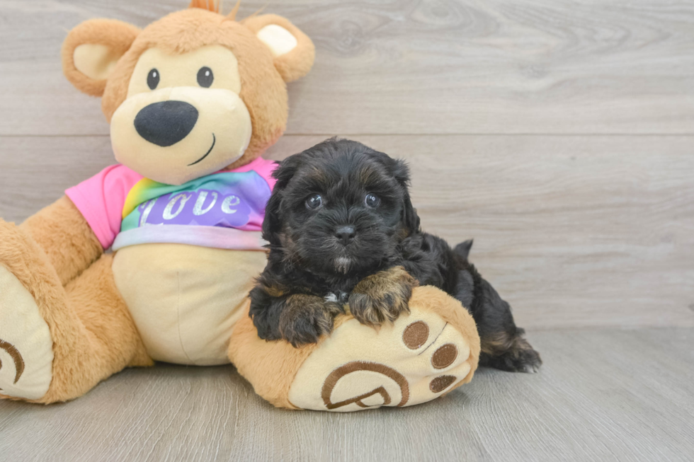 Shih Poo Puppy for Adoption