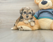 7 week old Shih Poo Puppy For Sale - Simply Southern Pups