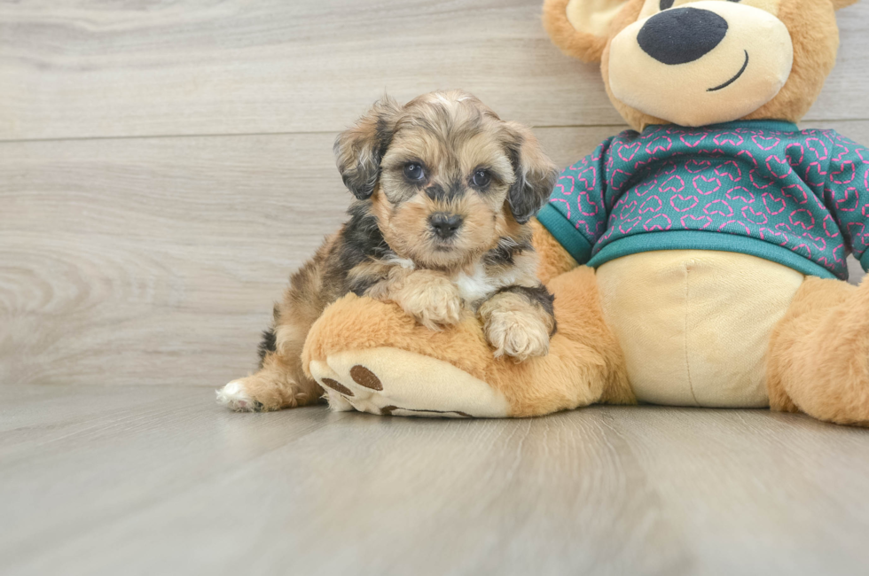 5 week old Shih Poo Puppy For Sale - Simply Southern Pups
