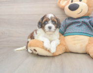 5 week old Shih Poo Puppy For Sale - Simply Southern Pups