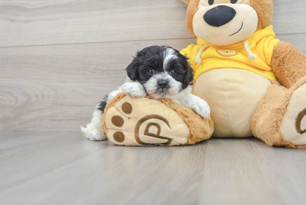 Shih Poo Pup Being Cute
