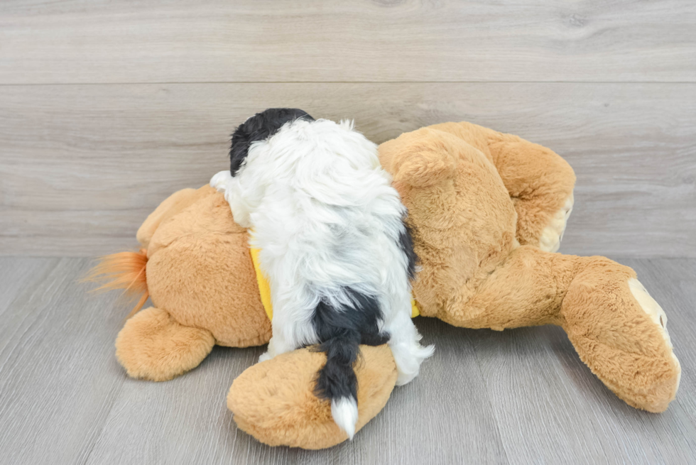 Shih Poo Pup Being Cute