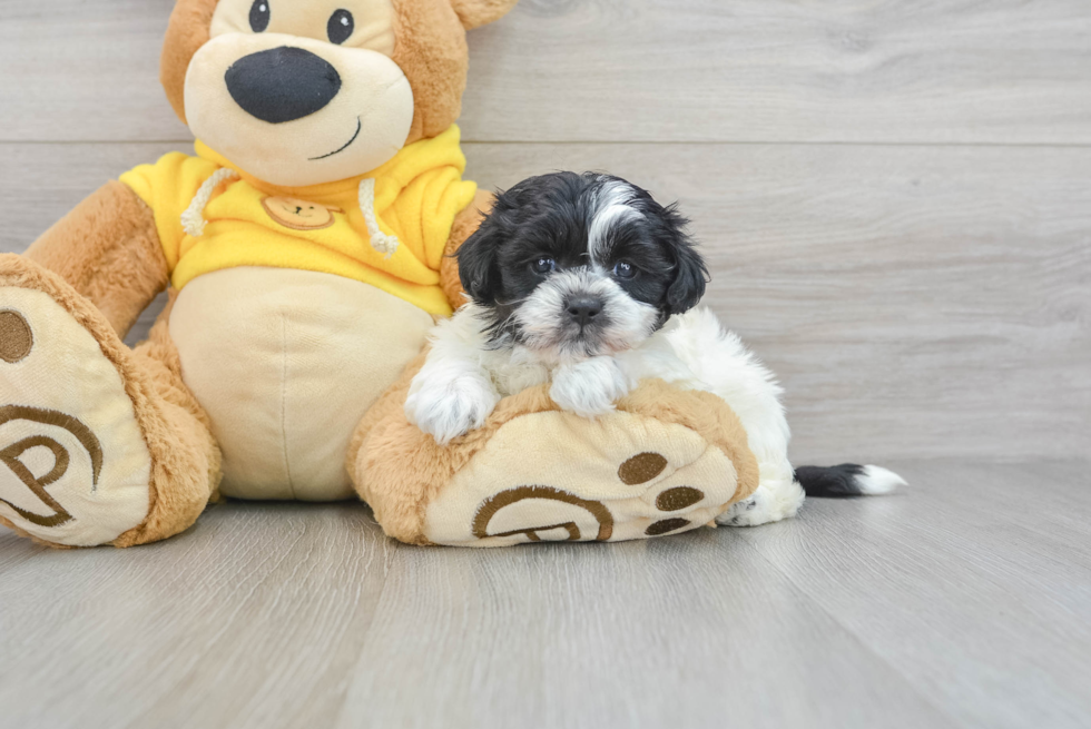Adorable Shihpoo Poodle Mix Puppy