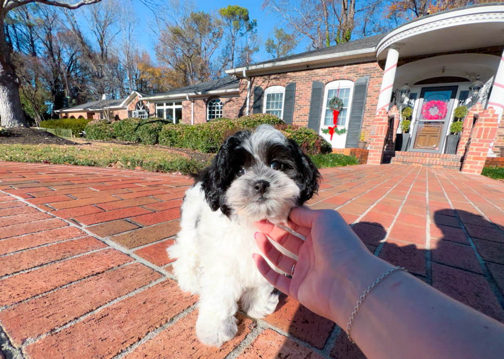 Shih Poo Puppy for Adoption