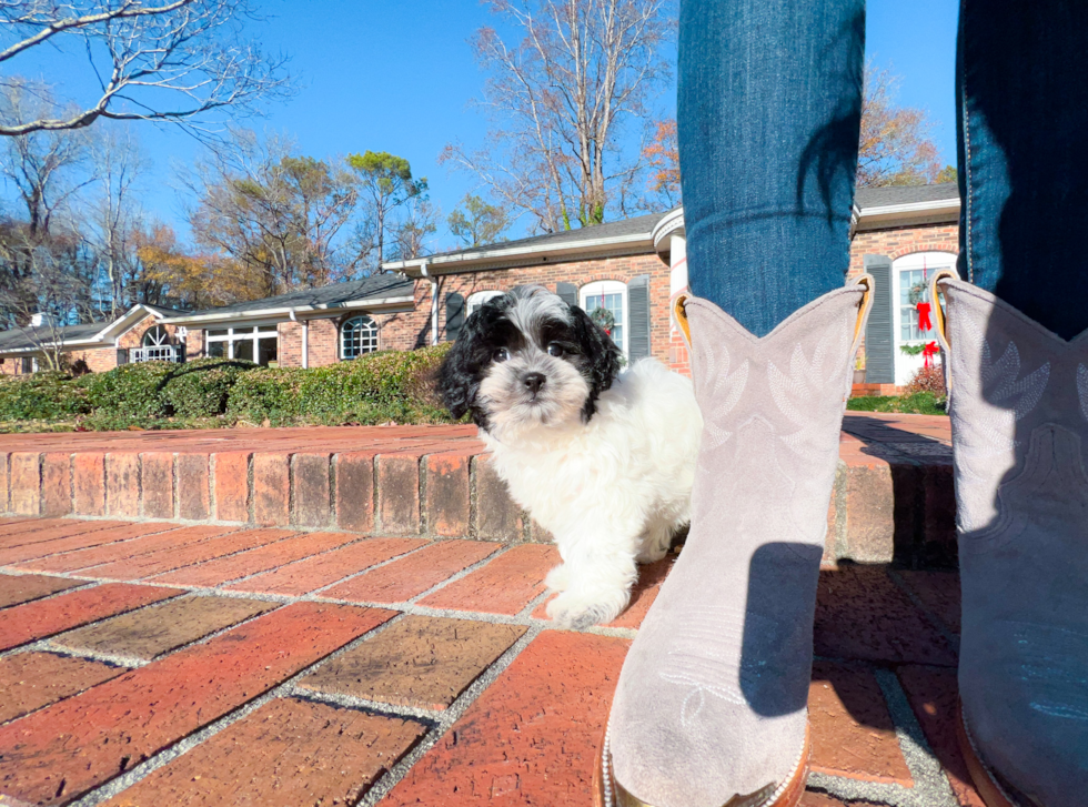 Cute Shih Poo Poodle Mix Puppy