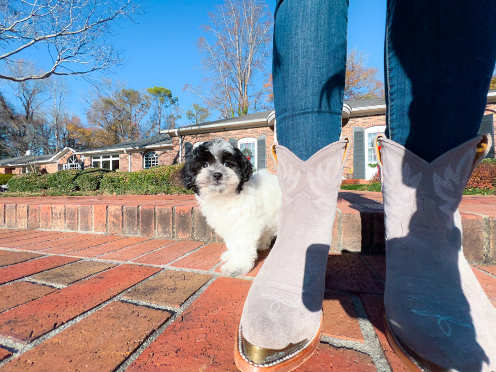 Cute Shihpoo Poodle Mix Puppy