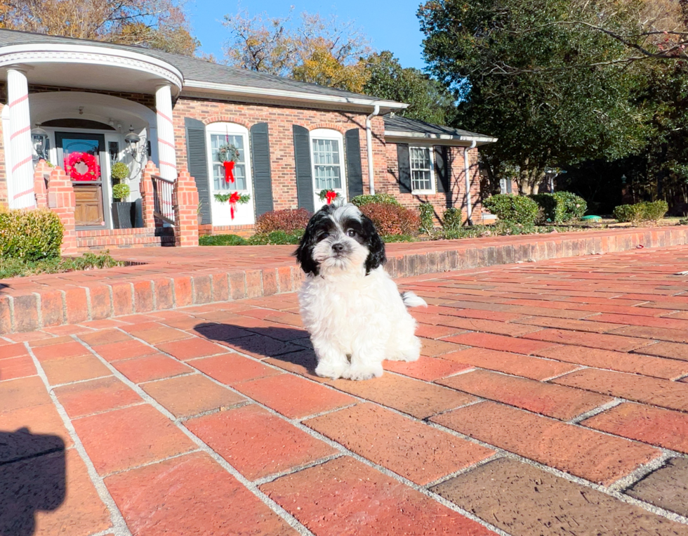 Cute Shih Poo Poodle Mix Pup