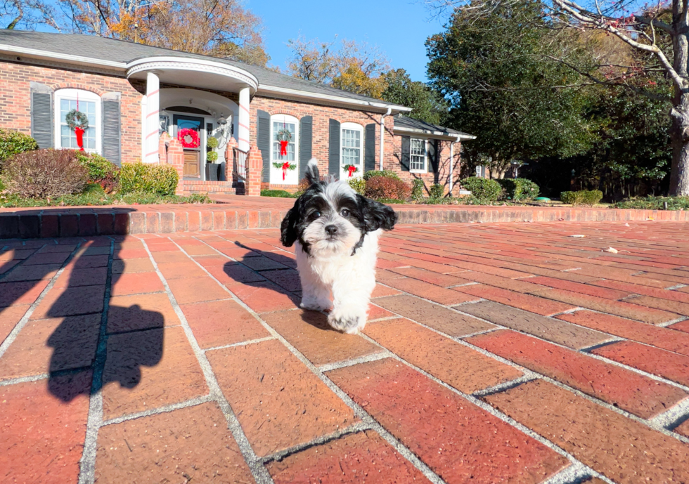 Cute Shih Poo Poodle Mix Pup