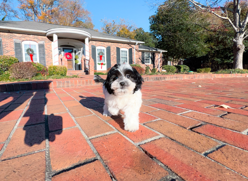 Cute Shih Poo Baby