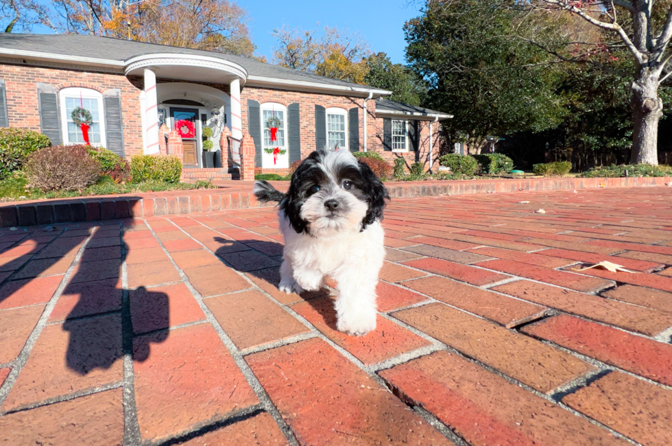 9 week old Shih Poo Puppy For Sale - Simply Southern Pups
