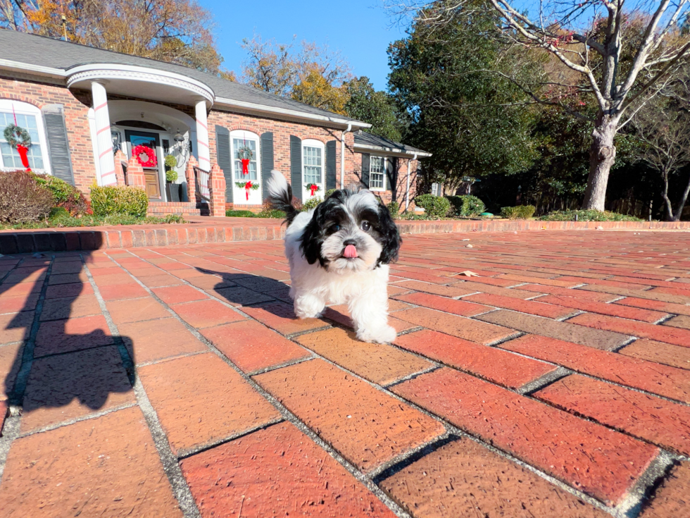 Cute Shih Poo Poodle Mix Pup
