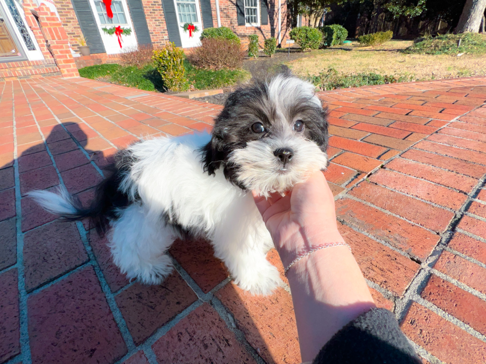 Shih Poo Puppy for Adoption