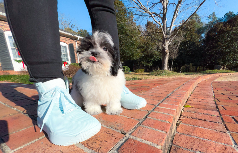 Shih Poo Puppy for Adoption