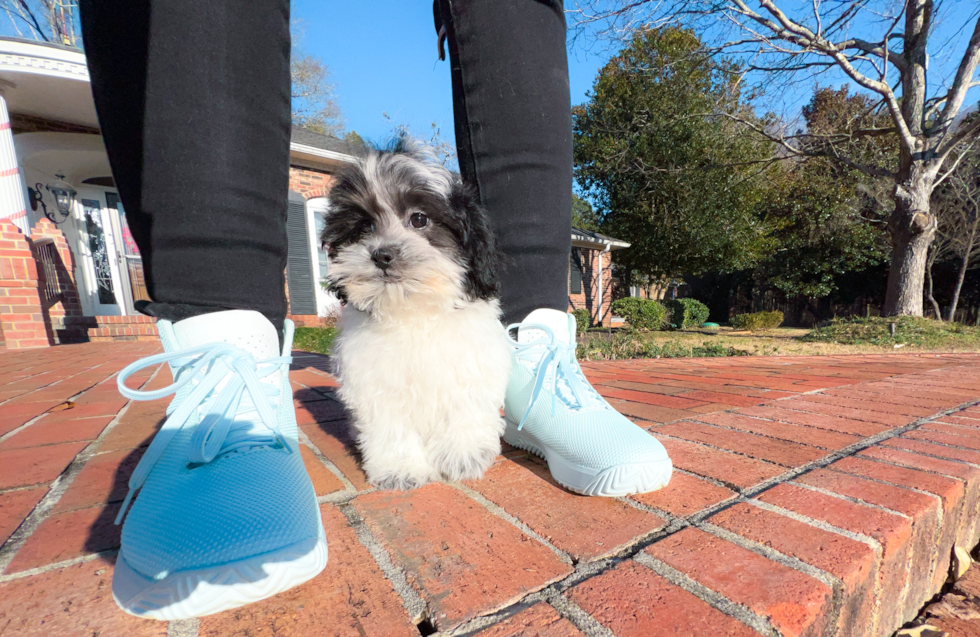 Shih Poo Puppy for Adoption