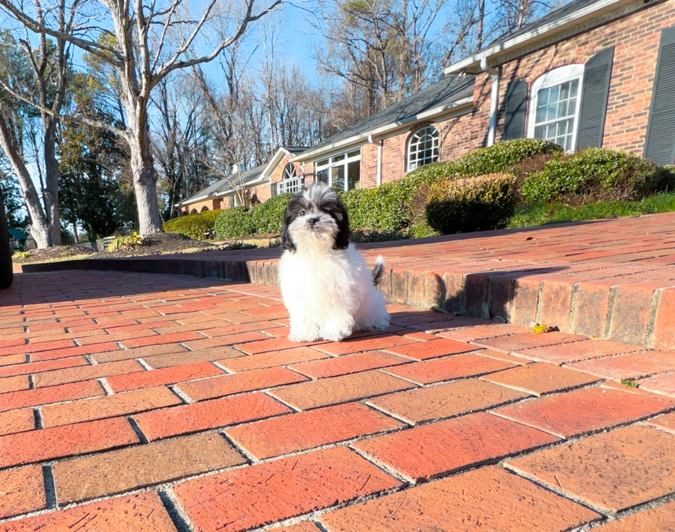 Shih Poo Pup Being Cute