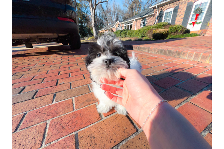Shih Poo Puppy for Adoption
