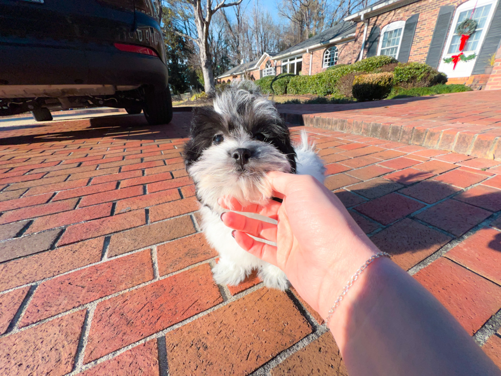 Shih Poo Puppy for Adoption