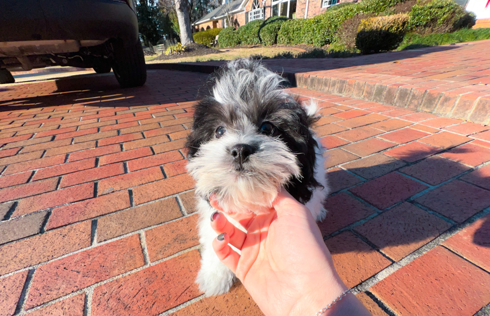 Cute Shih Poo Baby