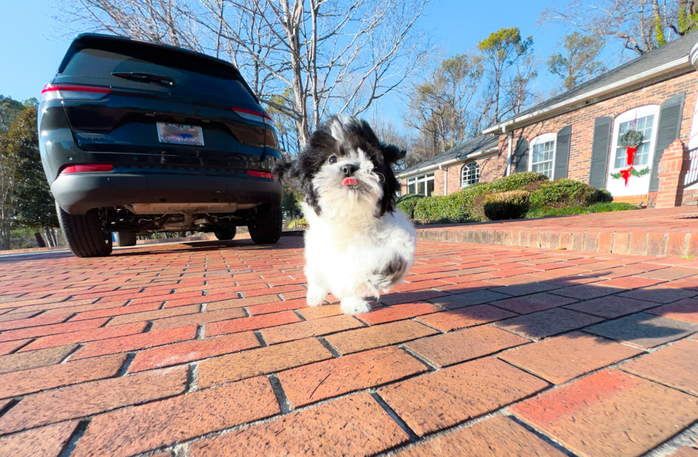 Cute Shih Poo Baby