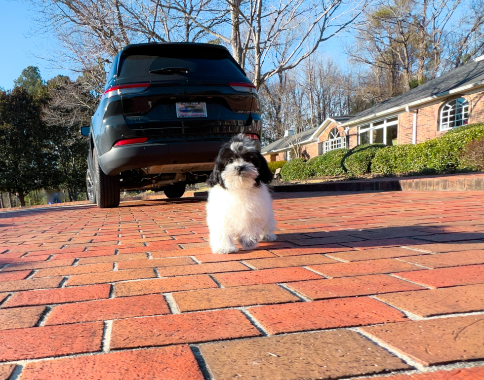 Cute Shih Poo Poodle Mix Pup