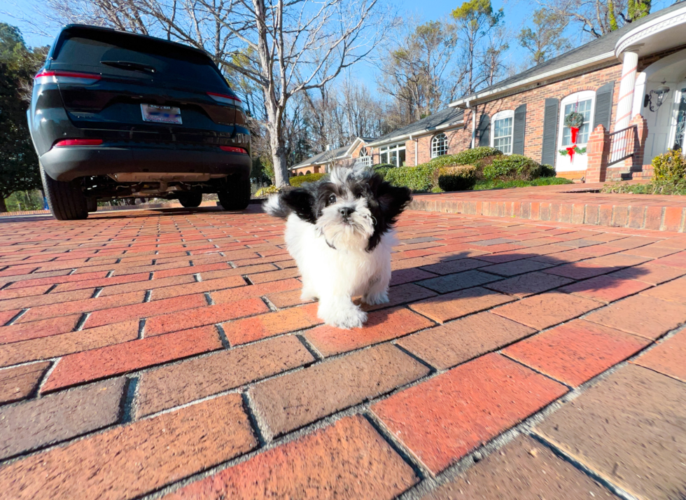 Shih Poo Puppy for Adoption