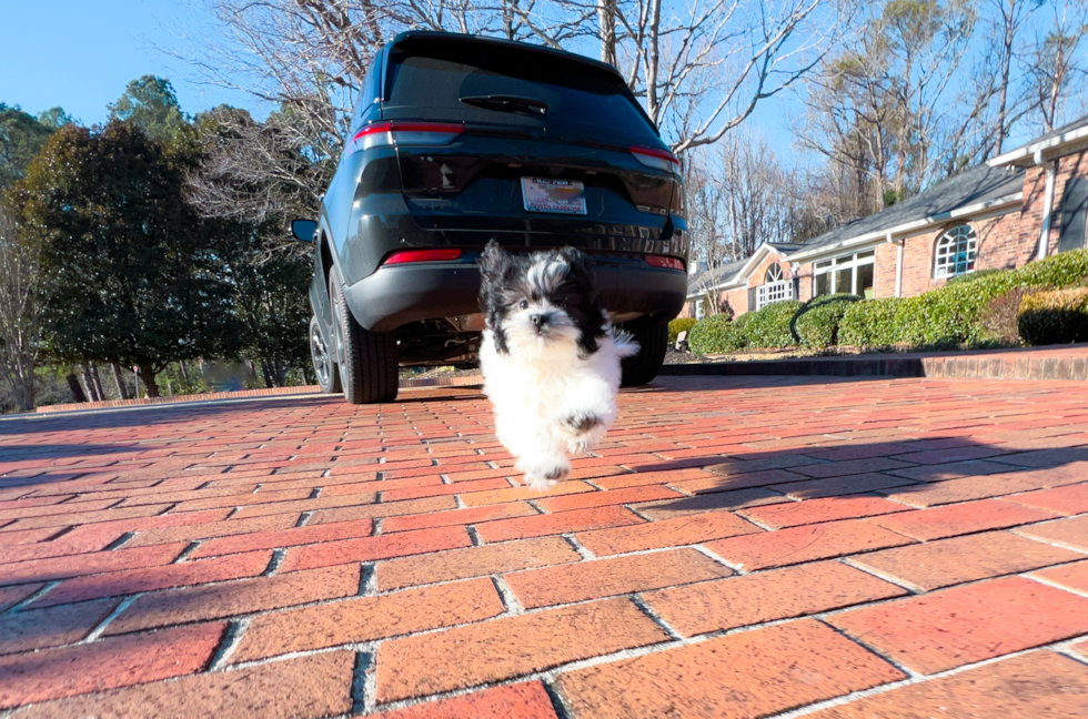 Shih Poo Pup Being Cute