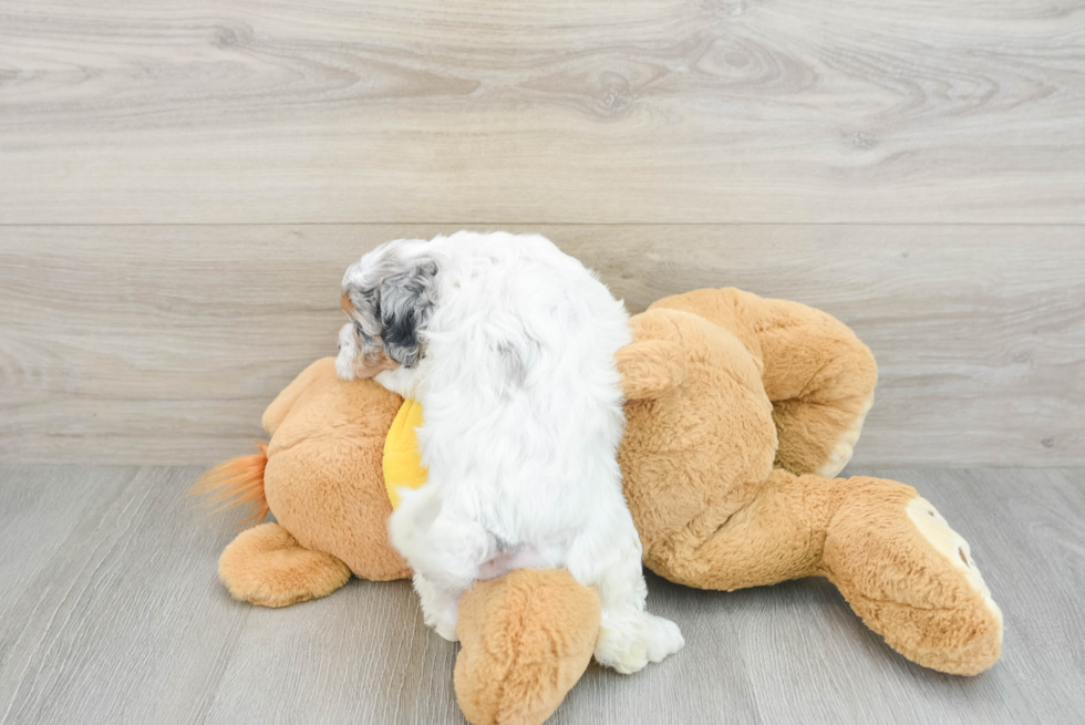 Energetic Shih Poo Poodle Mix Puppy