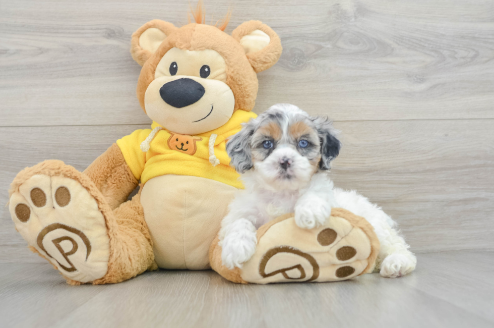 6 week old Shih Poo Puppy For Sale - Simply Southern Pups