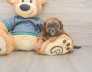 6 week old Shih Poo Puppy For Sale - Simply Southern Pups