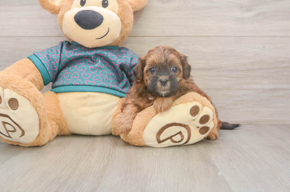 5 week old Shih Poo Puppy For Sale - Simply Southern Pups