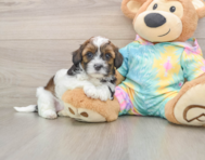 6 week old Shih Poo Puppy For Sale - Simply Southern Pups