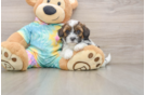 Shih Poo Pup Being Cute