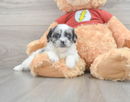 7 week old Shih Poo Puppy For Sale - Simply Southern Pups