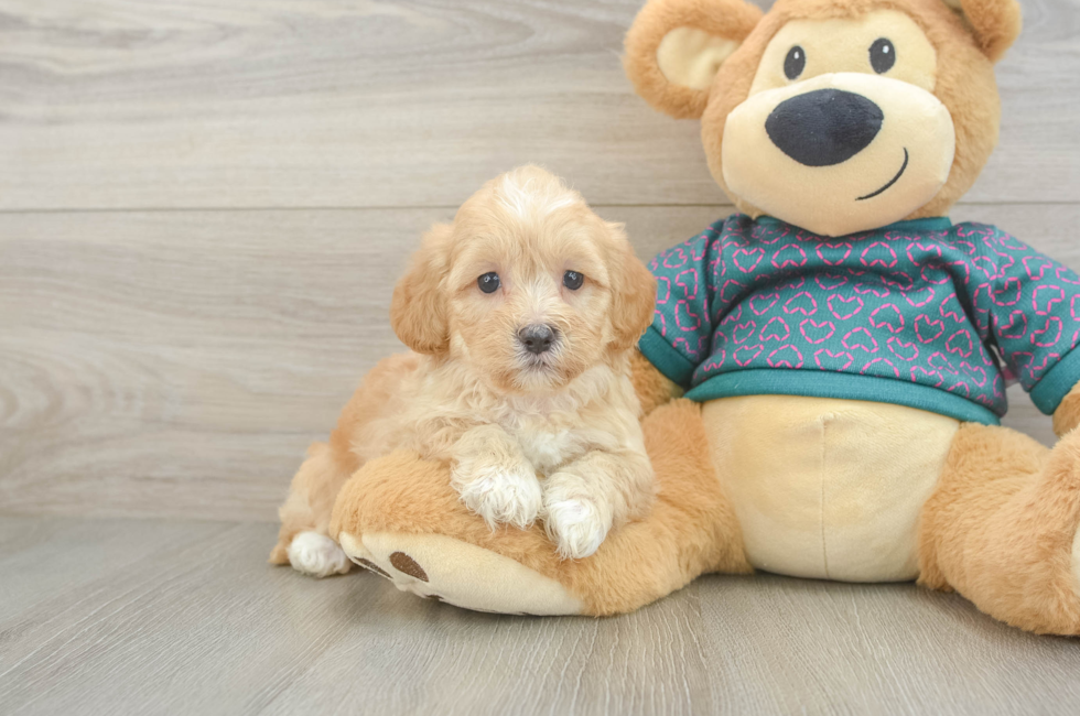 5 week old Shih Poo Puppy For Sale - Simply Southern Pups