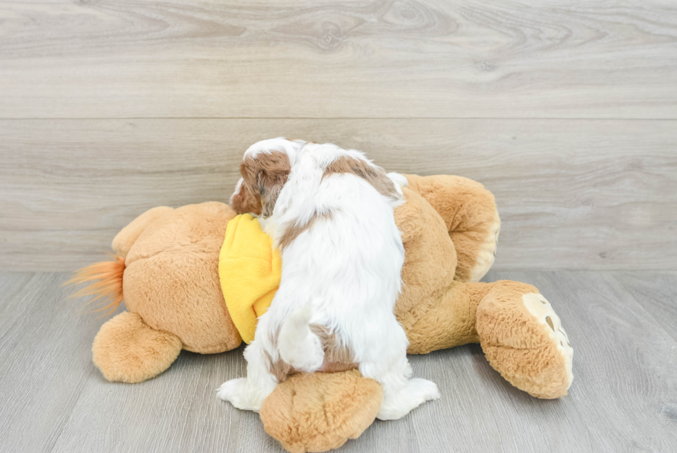 Popular Shih Poo Poodle Mix Pup