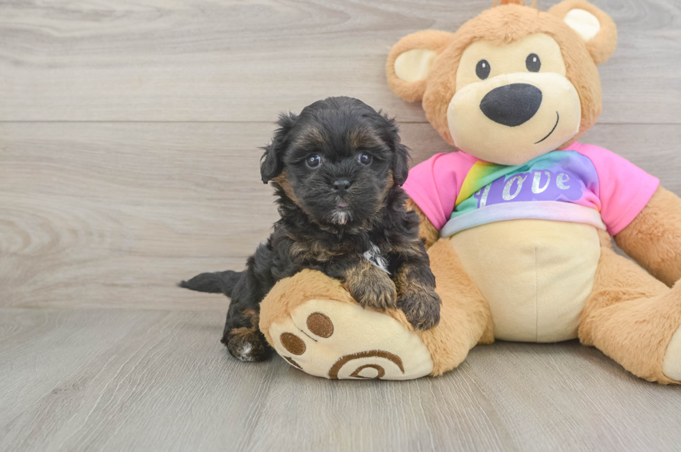 5 week old Shih Poo Puppy For Sale - Simply Southern Pups